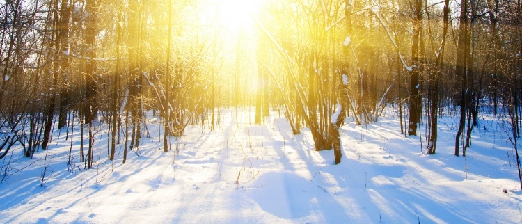 Vinterskog med solljus
