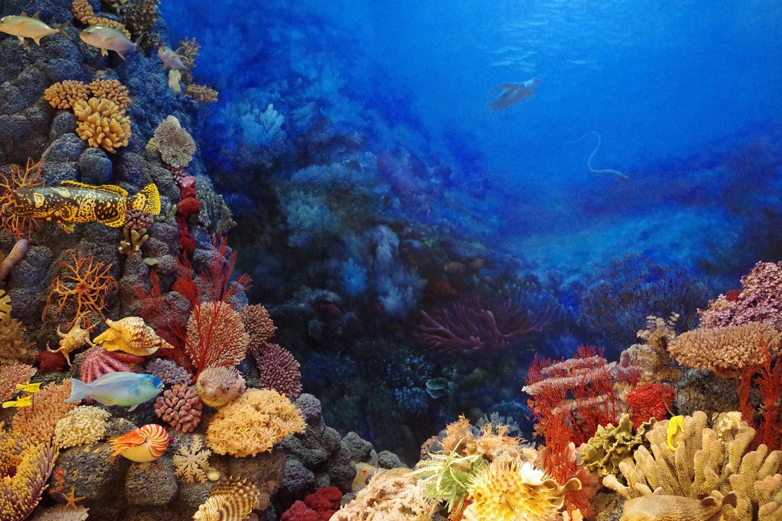 Mauritius coral reef