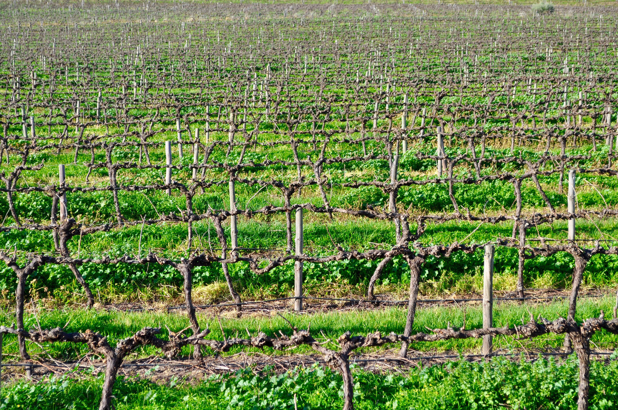 Barossa Valley wine region Australia
