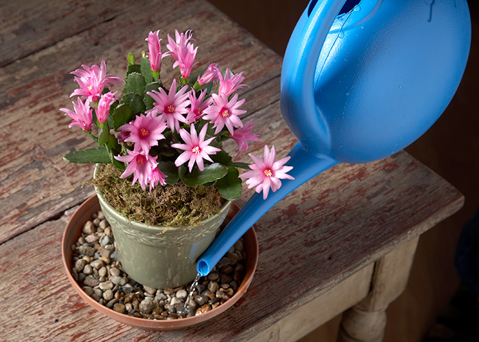 Holiday-cactus-care: Add water to a gravel-filled saucer beneath your plant to give extra humidity to holiday cactus, such a this Easter cactus.
