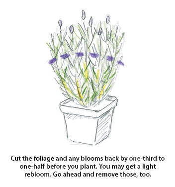 How to care for new lavender plants outside