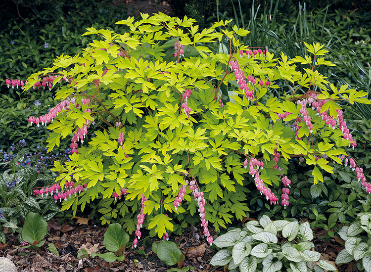 Gold Heart bleeding heart: 'Gold Heart' is a fun take on the traditional old-fashioned bleeding heart with its bright gold green foliage that pops in a shade garden. 