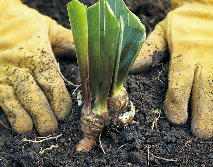 Planting bearded iris rhizomes: Keep rhizomes at soil level to prevent rot. Spread the roots out and firm the soil to keep the iris in place until it gets established.