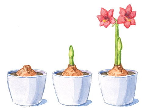 Illustration of Amaryllis bulb sending up growth by Carlie Hamilton: Give your amaryllis proper light and water to get it to bloom.