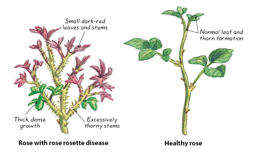 ht-dwp-Rose-Rosette-disease-Illustrations