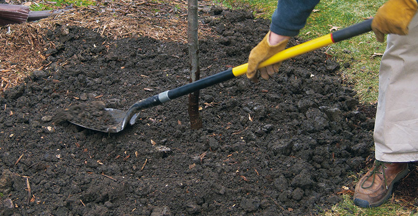 ht-p-plant-a-tree-in-4-steps-6: Firm the soil around the trunk and water again to remove air pockets.