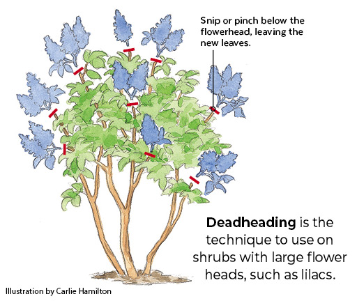 Illustration of how to deadhead a lilac by Carlie Hamilton