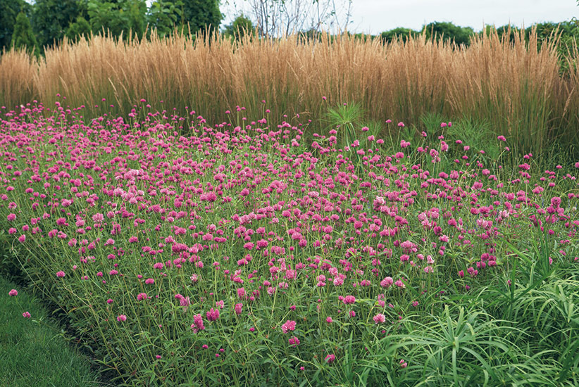 Globe amaranth planted in a mass for impact: This mass of globe amaranth has the feel of a meadow or wide open plain.