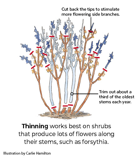Illustration showing how to thin forsythia after spring bloom by Carlie Hamilton