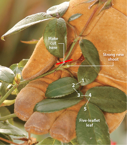 ht-p-prune-roses-1: To deadhead roses cut just above a leaf that has five leaflets.