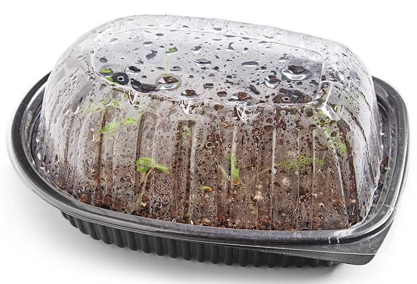 ht-ss-successfully-start-seeds-3: If the lid doesn’t have ventilation holes, poke a few. Good air circulation will help prevent disease.