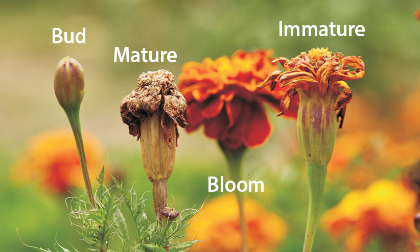 Marigold seed heads in fall in different stages: Marigold flower seeds need time to mature before they are ready to harvest.