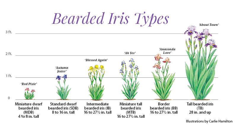 Bearded iris types comparison illustration by Carlie Hamilton