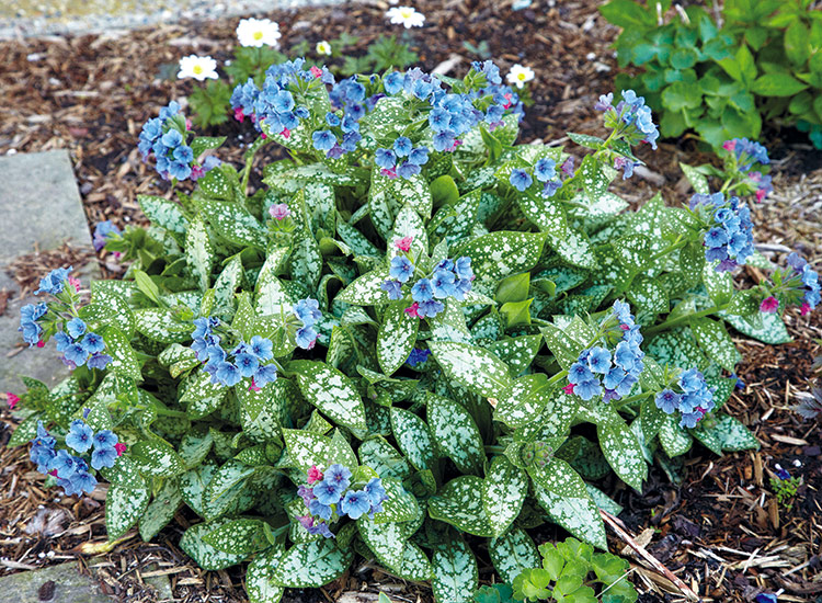 Pulmonaria easy perennial for shade: Fuzzy leaves make pulmonaria one of the best shade perennials for gardeners who struggle with rabbits or deer. 