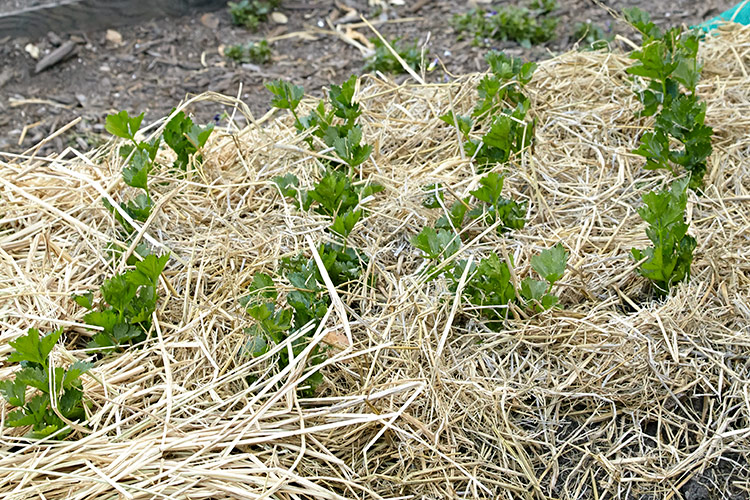 Straw Mulch in a vegetable garden bed