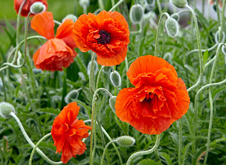 Oriental poppy: Old-fashioned favorites, once established, Oriental poppies can grow for decades in a garden with almost no care!