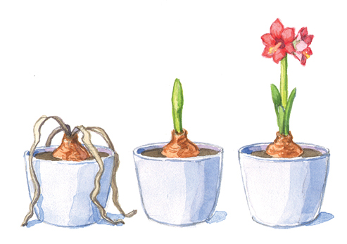 Illustration showing amaryllis bulb preparing to bloom again by Carlie Illustration: After the amaryllis has gone dormant, you can prepare your bulb to blooms again.