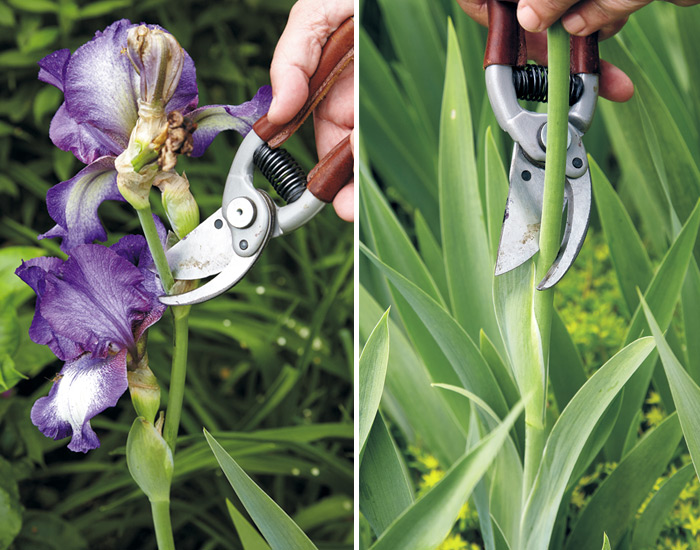 Deadheading bearded iris technique: Deadhead bearded iris using pruners or scissors to remove each flower as it fades (left) and the entire stem when they’re all done (right)