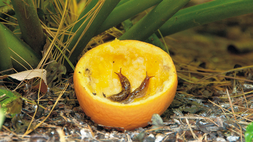 ht-dwp-ridding-of-slugs-pv: Placing citrus halves in the garden will attract slugs and make them easier to dispose of.