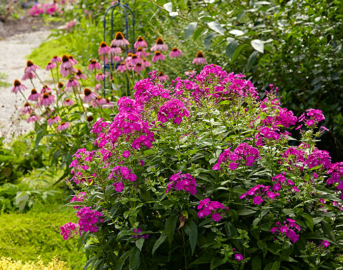 Pink Flame garden phlox in front of purple coneflowers in a garden border: Garden phlox pairs great with purple coneflower, another sun-loving perennial best for new gardeners.