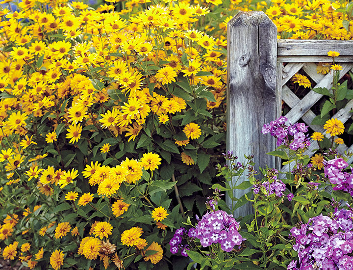Heliopsis and garden phlox growing against an old wooden fence: Heliopsis and garden phlox are some of the best perennials for new gardeners.
