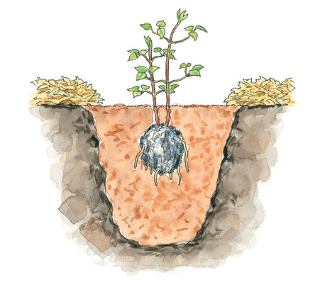 fp-pg-Clematis-anywhere-Illustration: Set the clematis plant in the hole with the crown 2 to 3 inches below the soil surface.