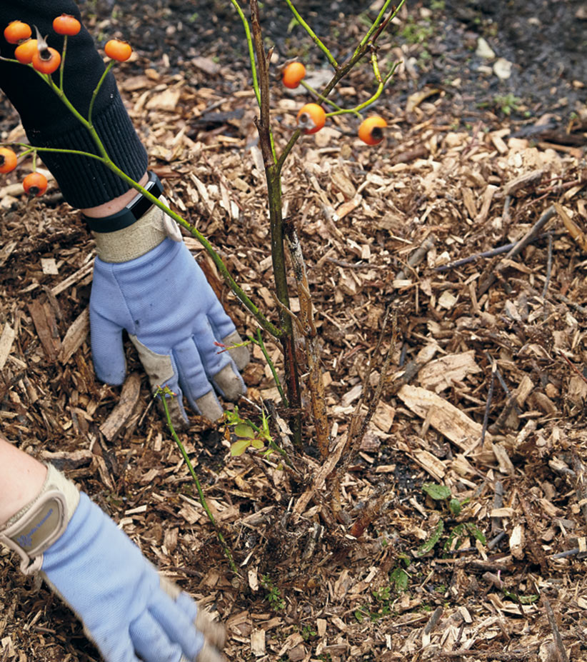 ht-what-to-do-now-earlyspring-3: A thick layer of winter mulch needs to be removed in spring so it doesn't smother roots or provide a home for pests.  