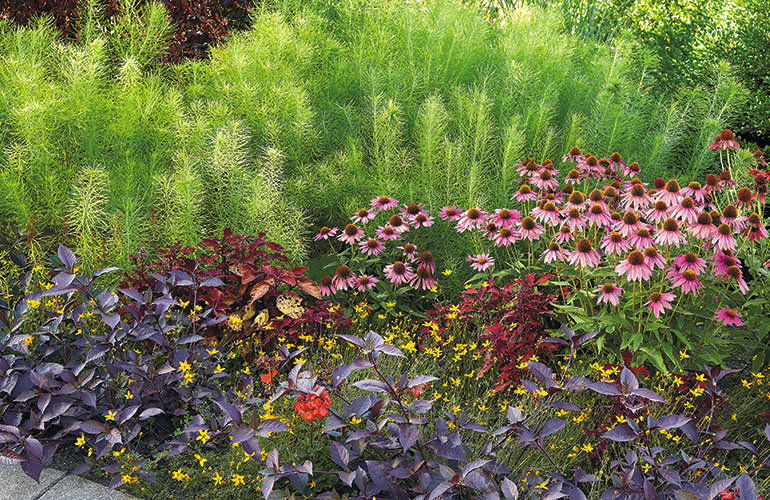 Summer garden bed with coneflowers: With tender perennials in the mix there's no color loss - they fill the gap between the spring amsonia blooms and the early summer coneflower.  