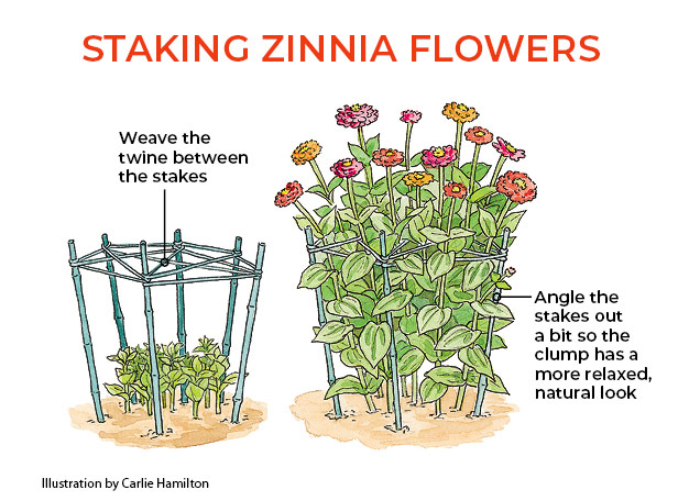 Zinnia staking illustration Garden Gate Magazine:  Weave twine between several stakes, angling the stakes out a bit so the clump has a more relaxed, natural look as it grows up through the twine net.