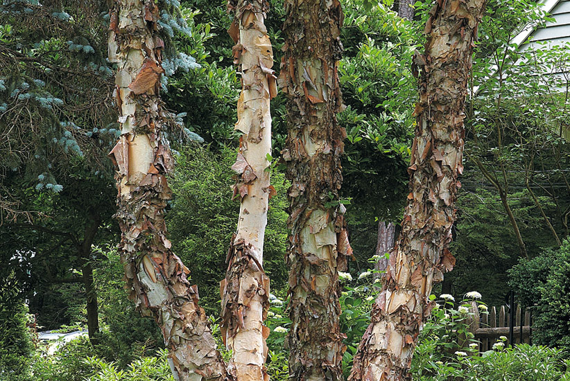 River birch (Betula nigra Heritage (‘Cully’ ))
