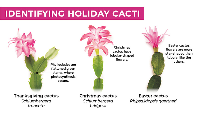 Identifying holiday cacti: Thanksgiving cactus, Christmas cactus and an Easter cactus comparison