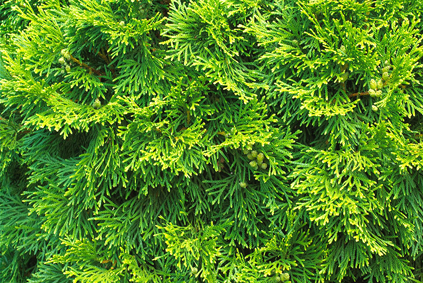 Arborvitae (Thuja occidentalis ‘Holmstrup’) 