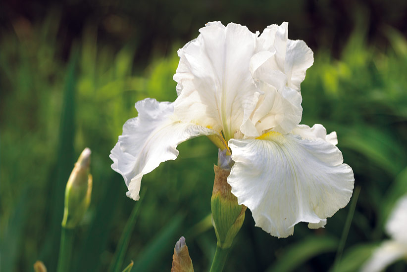 Bearded iris (Iris ‘Immortality’)