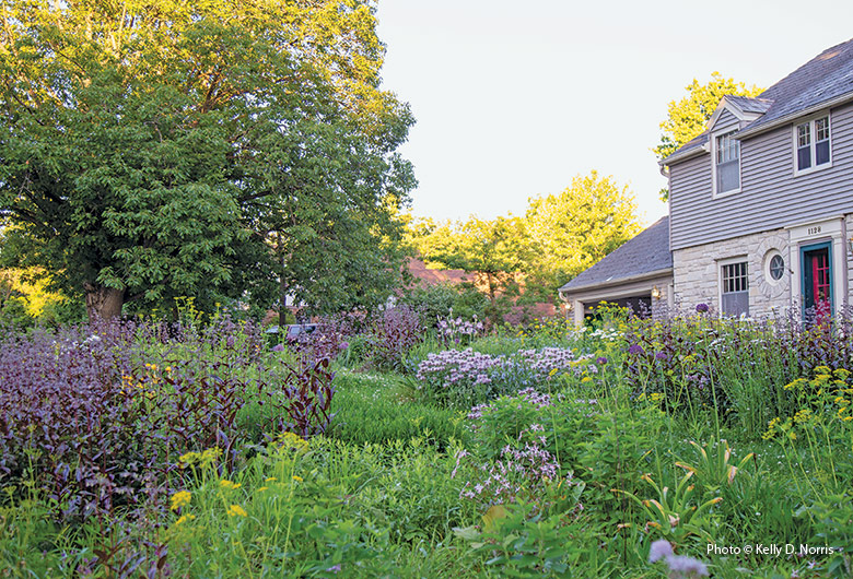 Three Oaks Meadow Garden Des Moines Iowa Spring, Kelly D. Norris: By late spring, Kelly’s front-yard meadow is punctuated with stands of showy vignette plants like penstemon and bee balm that bloom in drifts of pastel colors.
