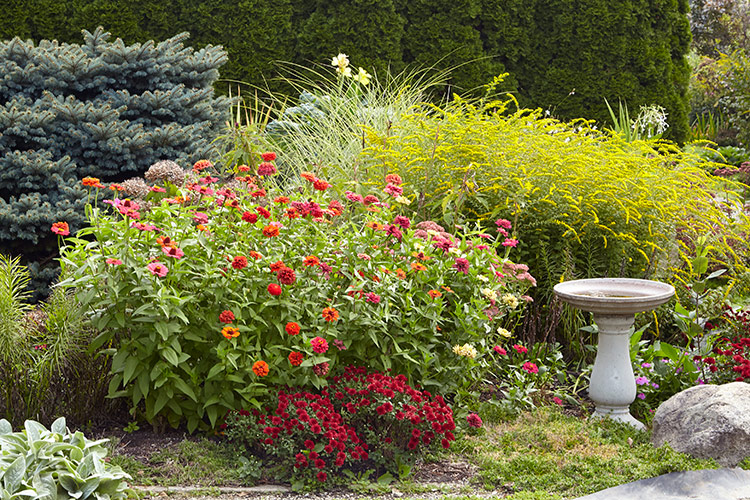 Zinnia flowers planted in mass in garden border: Zinnias provide colorful flowers all summer, but are also outstanding in combination will fall-blooming perennials such as the goldenrod and garden mums here.