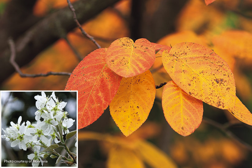 Serviceberry (Amelanchier x grandiflora ‘Autumn Brilliance’)