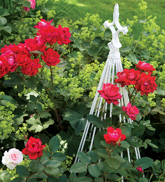 di-effectively-use-red-in-garden-Rose: Red roses are a classic use of red in the garden. 