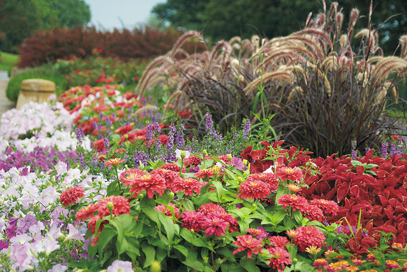 Summer garden bed with zinnia and petunia: Beat the summer doldrums in your garden with vibrant flowers and foliage that tolerate hot, sunny days with ease.  