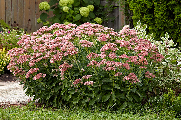 T-rex Tall sedum: 'T-Rex' and other tall sedums are some of the best late-season perennials for attracting butterflies to your garden.