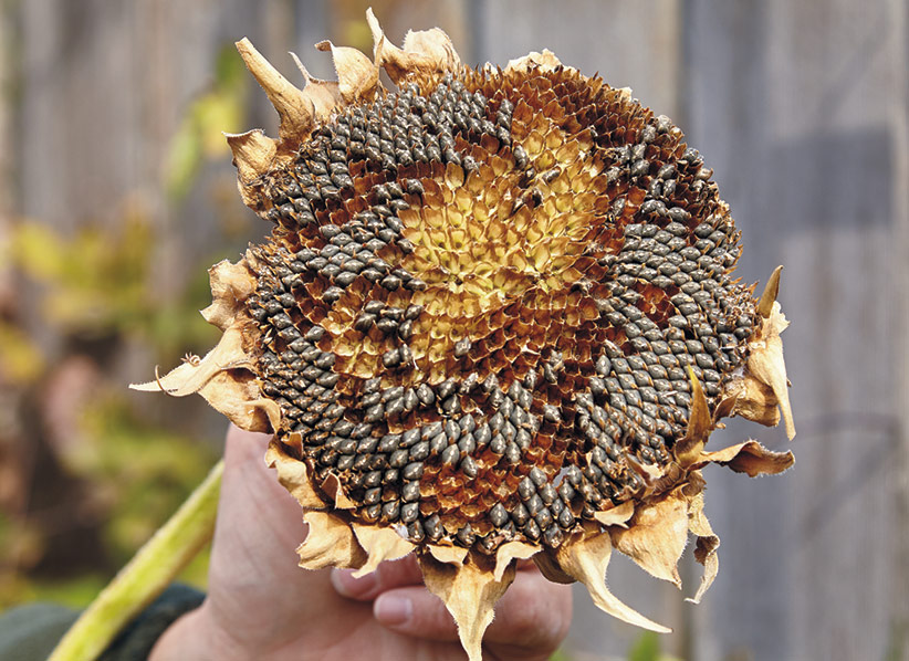 Sunflower seedhead in fall: Birds have already picked off many of the black sunflower seeds before I could get to them.