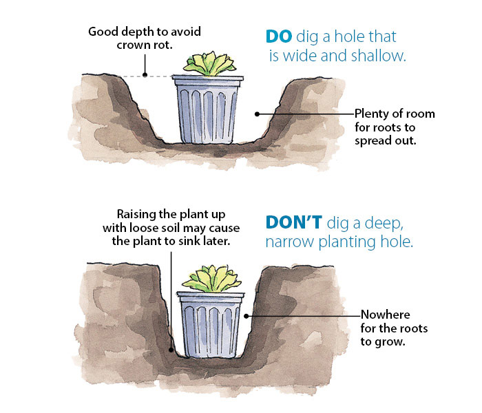ht-p-plant-perennials-in-4-simple-steps-3