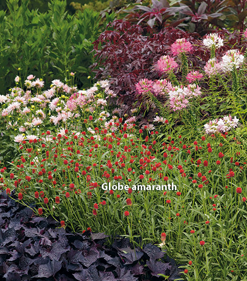 di-effectively-use-red-in-garden-Amaranth: Red globe amaranth add the perfect pop of red in this garden border.