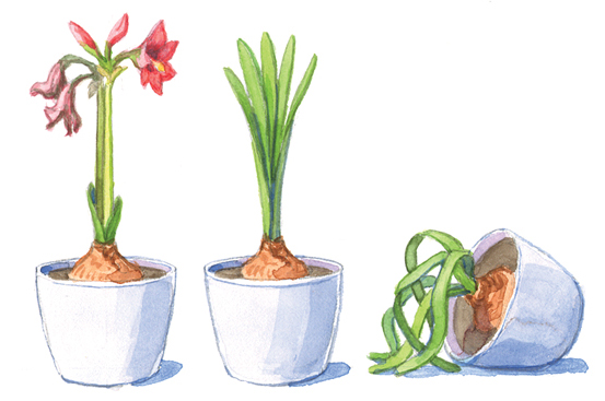 Illustration showing letting your amaryllis bulb go dormant by Carlie Hamilton: After your amaryllis has stopped blooming, you will force it into dormancy so it can rebloom again later in the year.