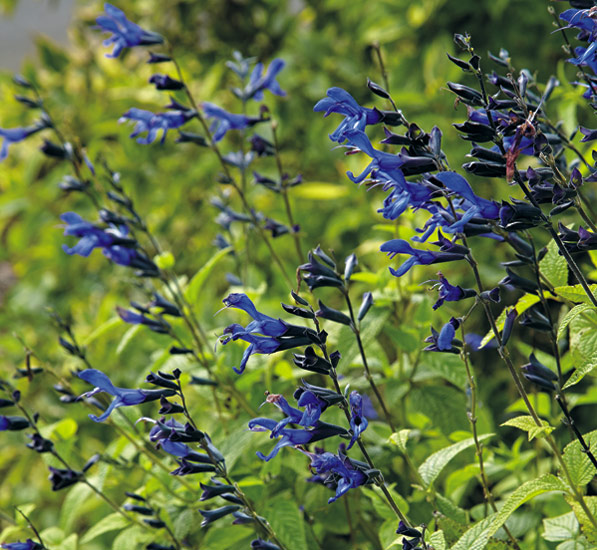 Salvia (Salvia ‘Black and Blue’)