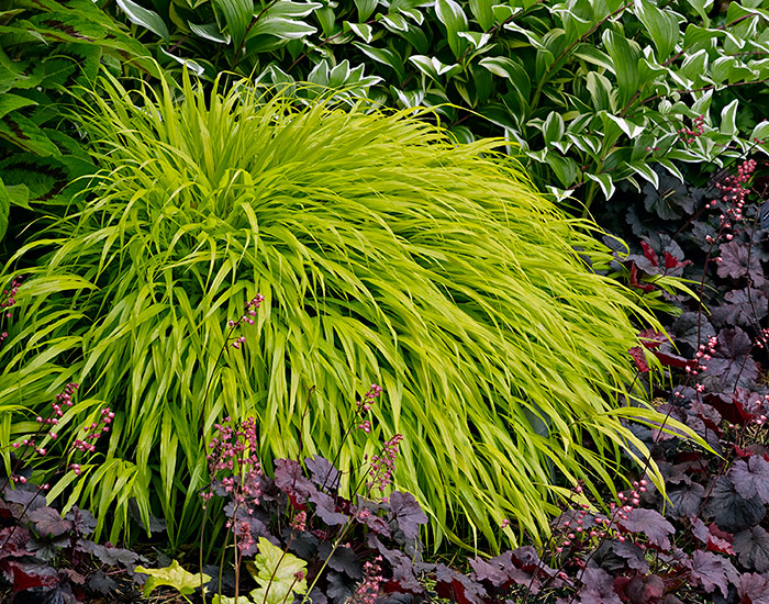 Hakonechloa easy shade perennial: The chartreuse foliage of hakonechloa against the purple coral bells adds great contrast to this shady garden bed.