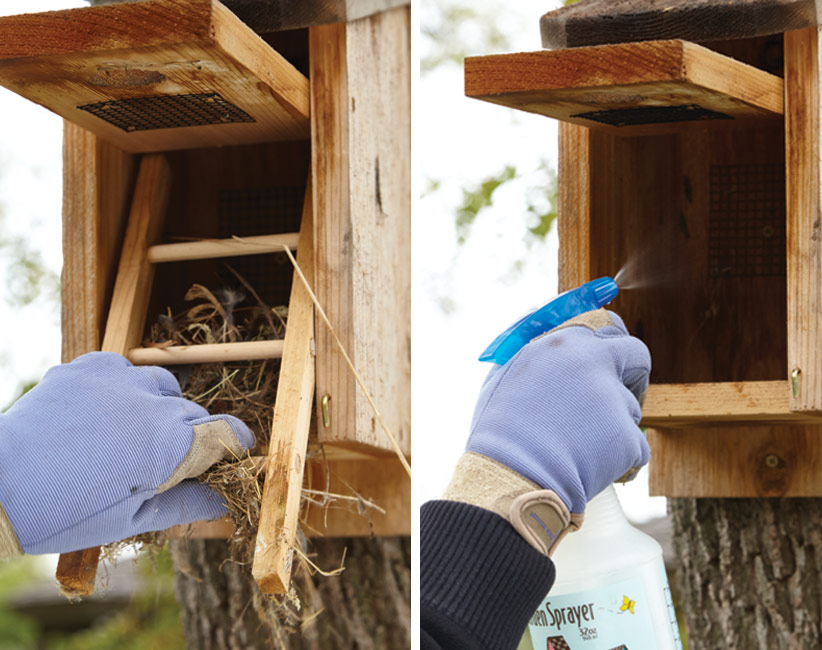 Cleaning out bird nesting boxes in spring: Clean the birdhouse so the chicks have a safe and healthy environment to grow in. 