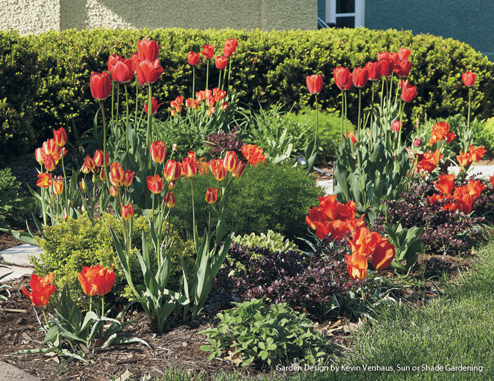 dw-right-bulb-right-place-Hot&DrySpots: Tulips do well in hot and dry spots in your garden.