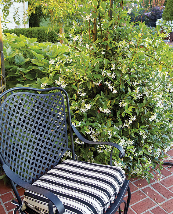Star jasmine plant next to a patio chair: Placing fragrant plants like this star of jasmine next to a chair is a great way to enjoy its heavenly scent up close and personal.