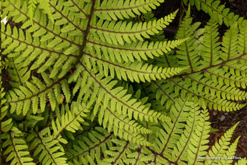 ‘Limelight Lady’ eared lady fern (Athyrium otophorum)
