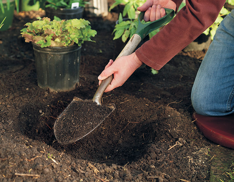 Digging a hole in preparation for planting: A wide hole, at least twice as wide as the pot, allows roots to push out into the loosened soil quickly to gather moisture and nutrients.